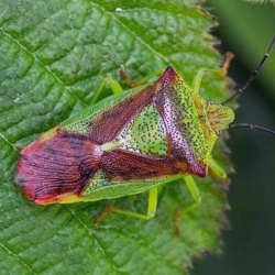 Acanthosoma haemorrhoidale